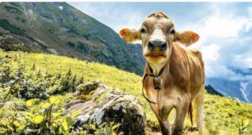 Ferienwohnung Weber Alpenveilchen Lechbruck Exteriér fotografie